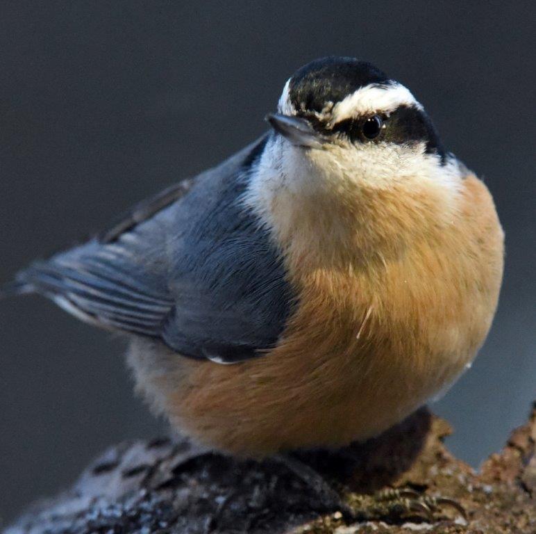 Red breasted nuthatch