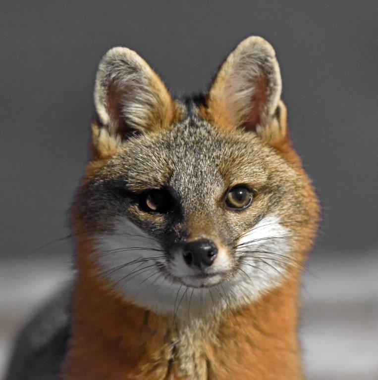 Gray Fox