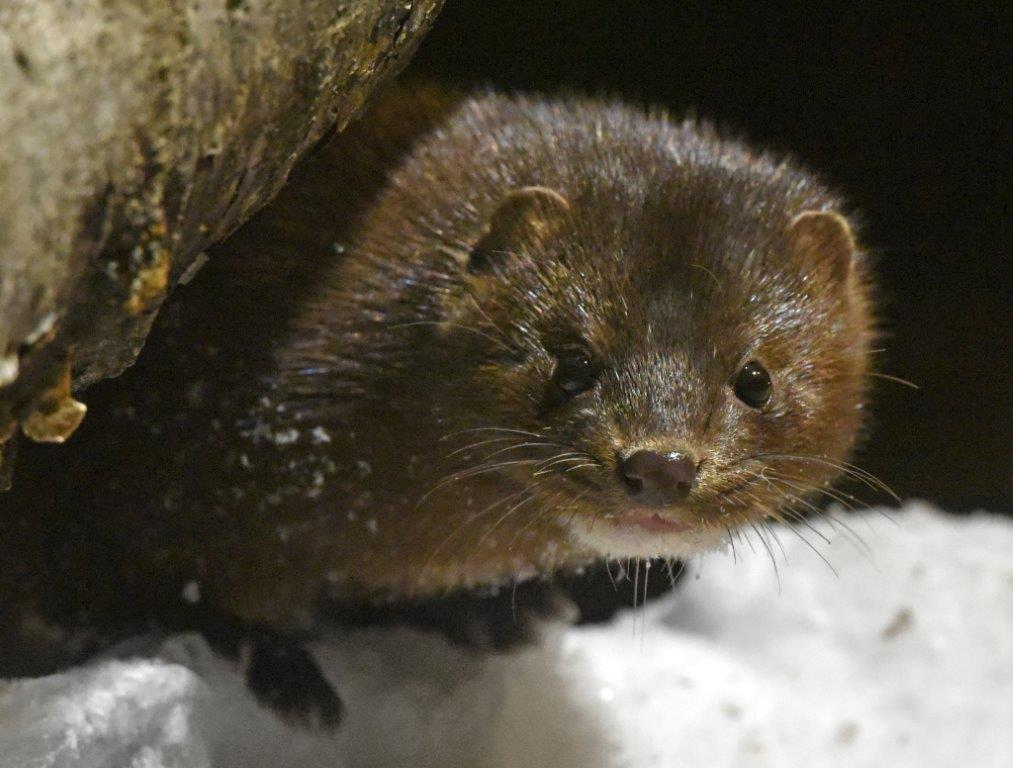 Mink female