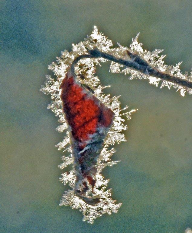 Hoar frost on birch leaf
