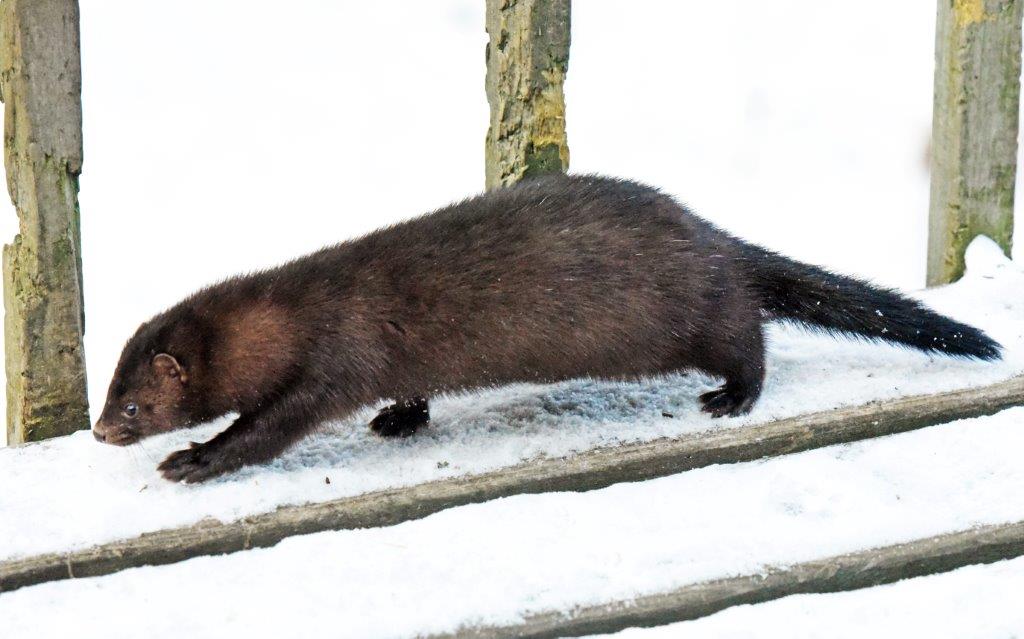 Male mink white hairs