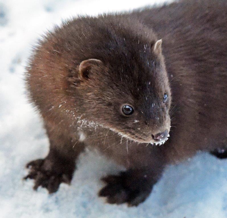 Male mink white hairs