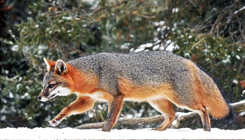 Gray Fox 2018