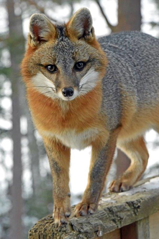 Gray Fox on railing 2018