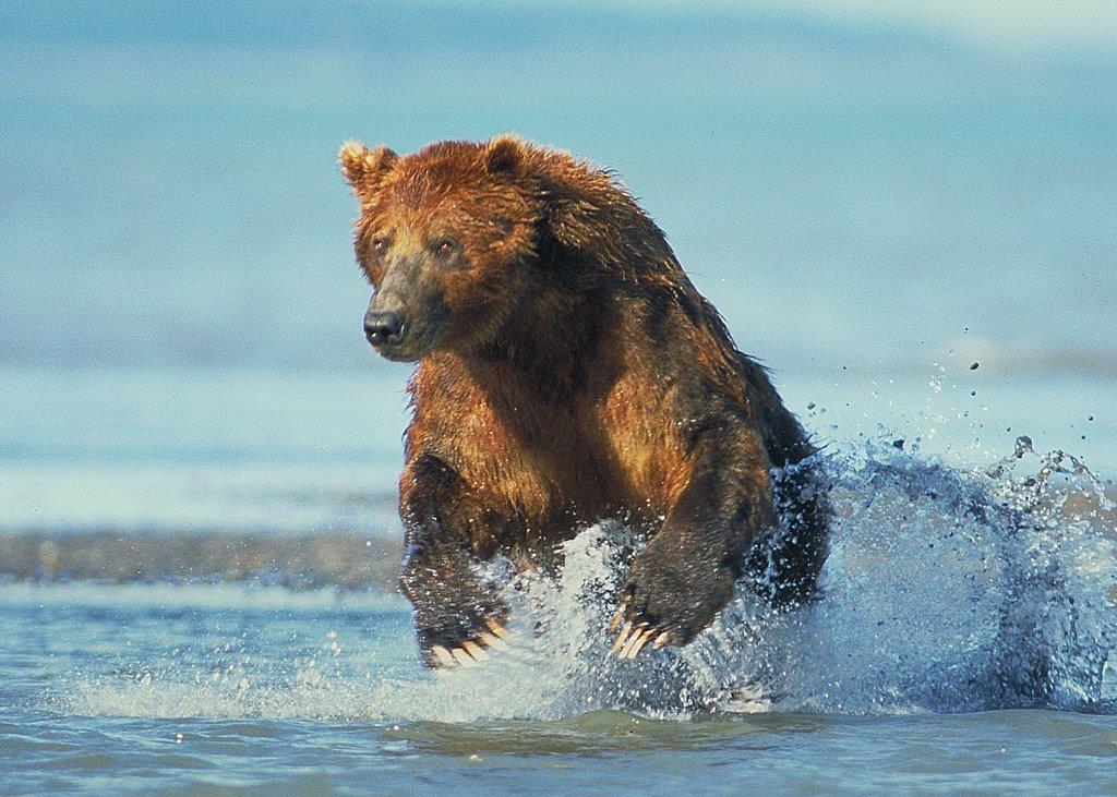 Griz leaping