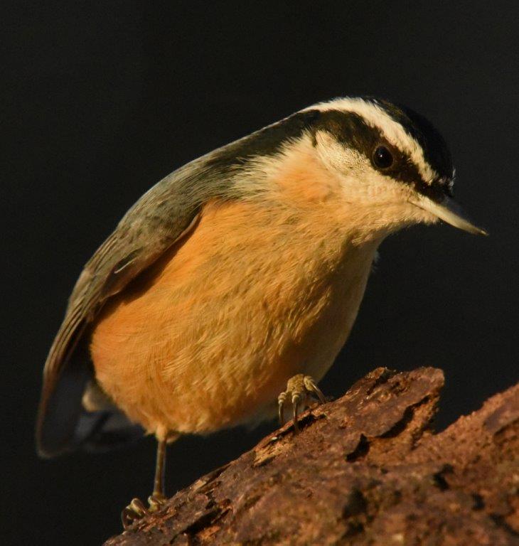 Red breasted nuthatch male