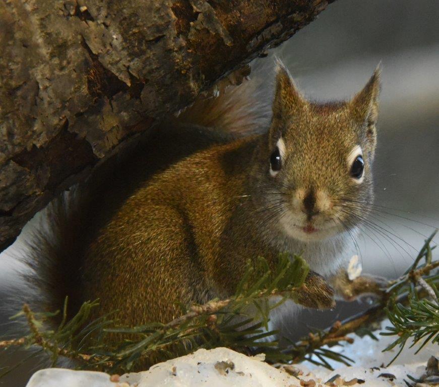 Red squirrel