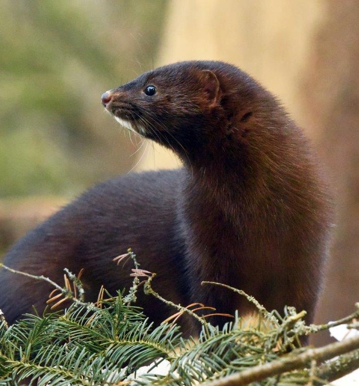 Mink Stripe