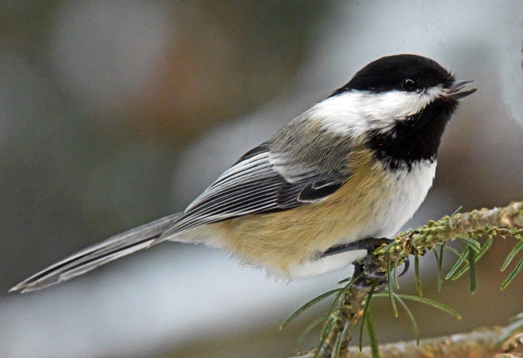 Chickadee