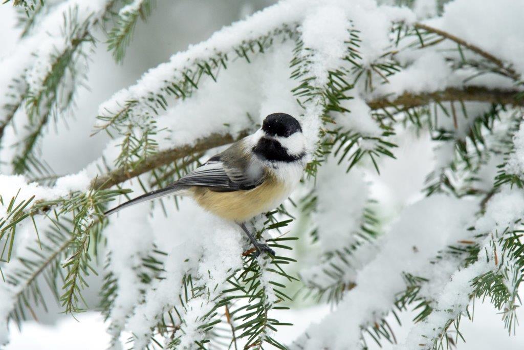 Chickadee