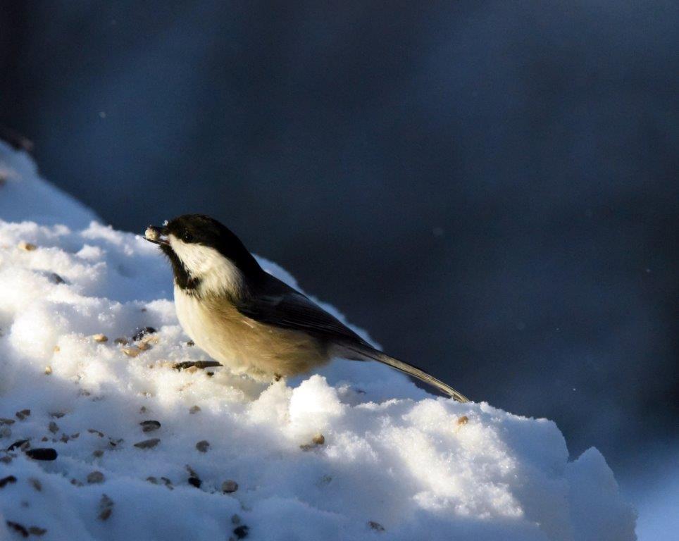 Chickadee