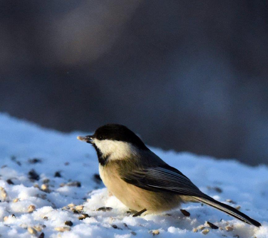 Chickadee