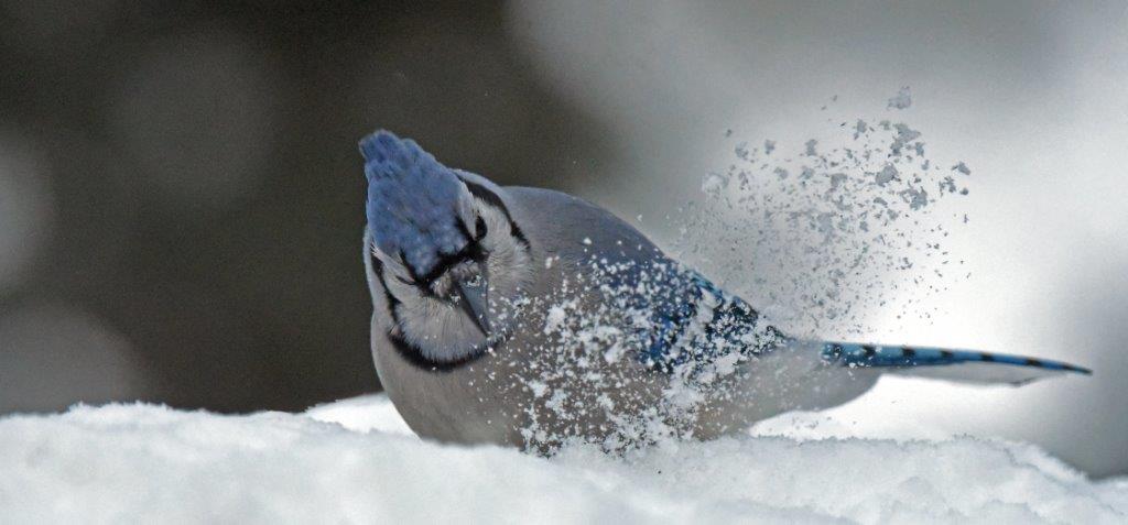 Blue Jay