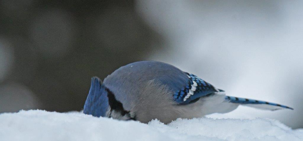 Blue Jay