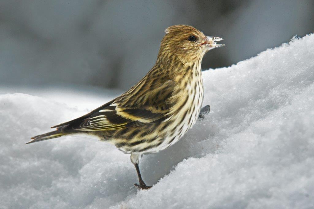 Pine Siskin