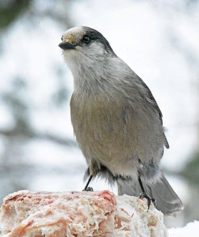 Gray jay