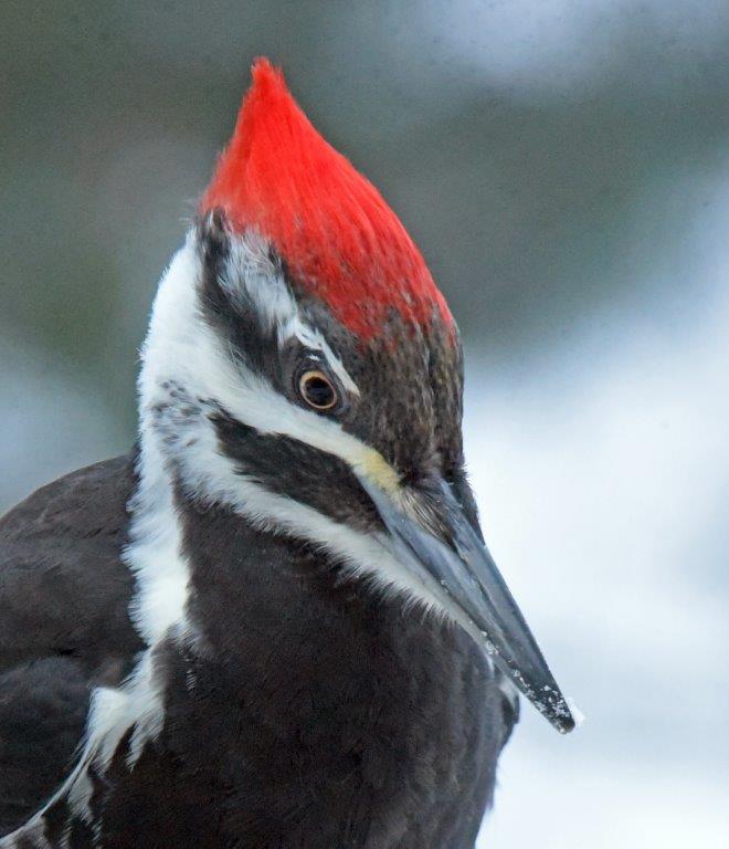 Pileated woodpecker