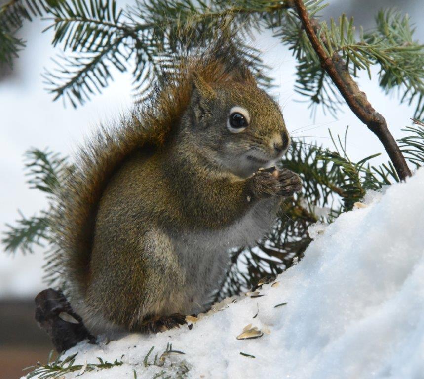 Red squirrel