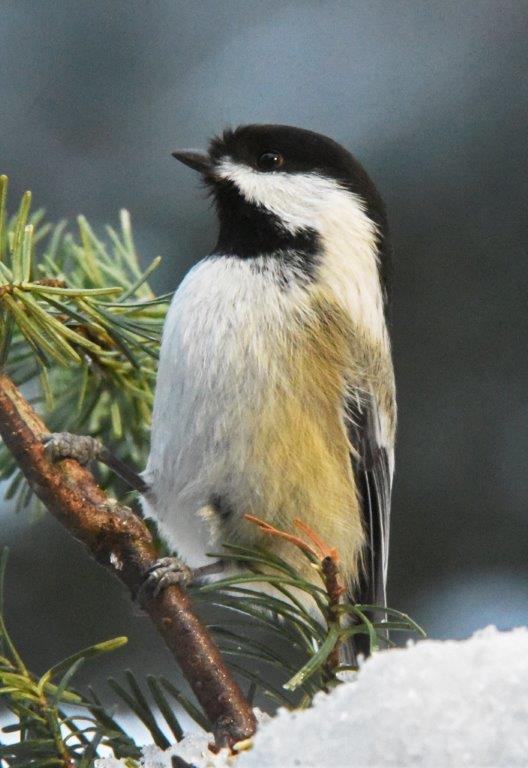 Chickadee