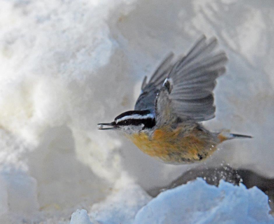 Red-breasted nuthatch
