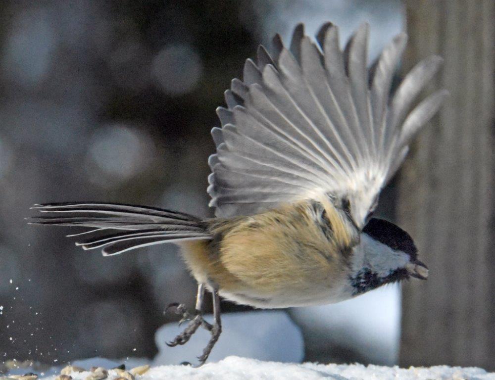 Chickadee