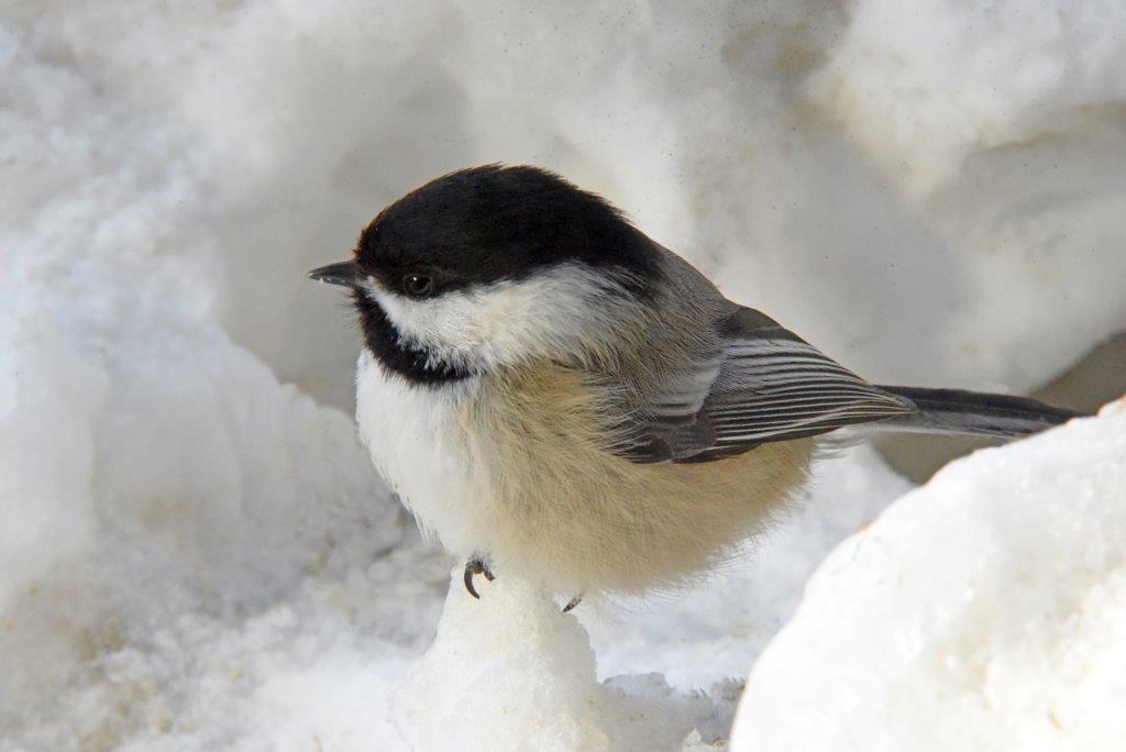 Chickadee