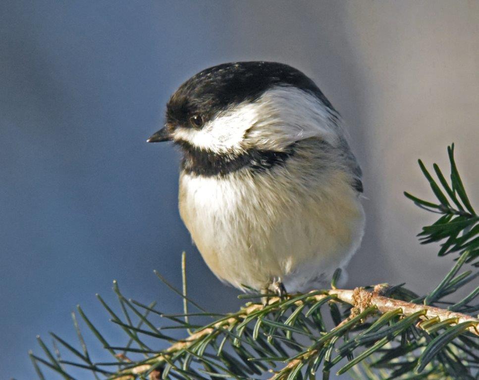 Black-capped chickadee