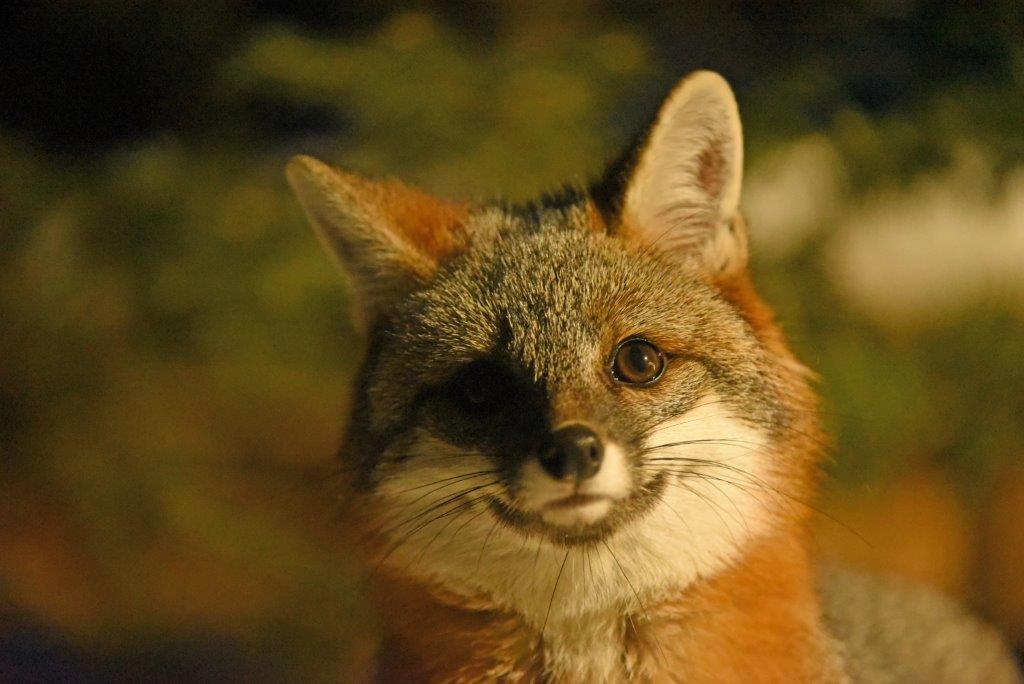 Gray fox