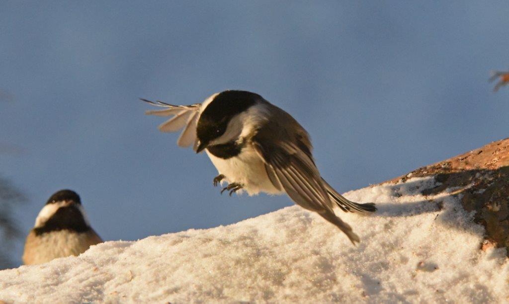 Chickadee