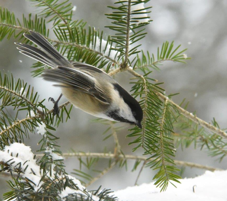 Chickadee