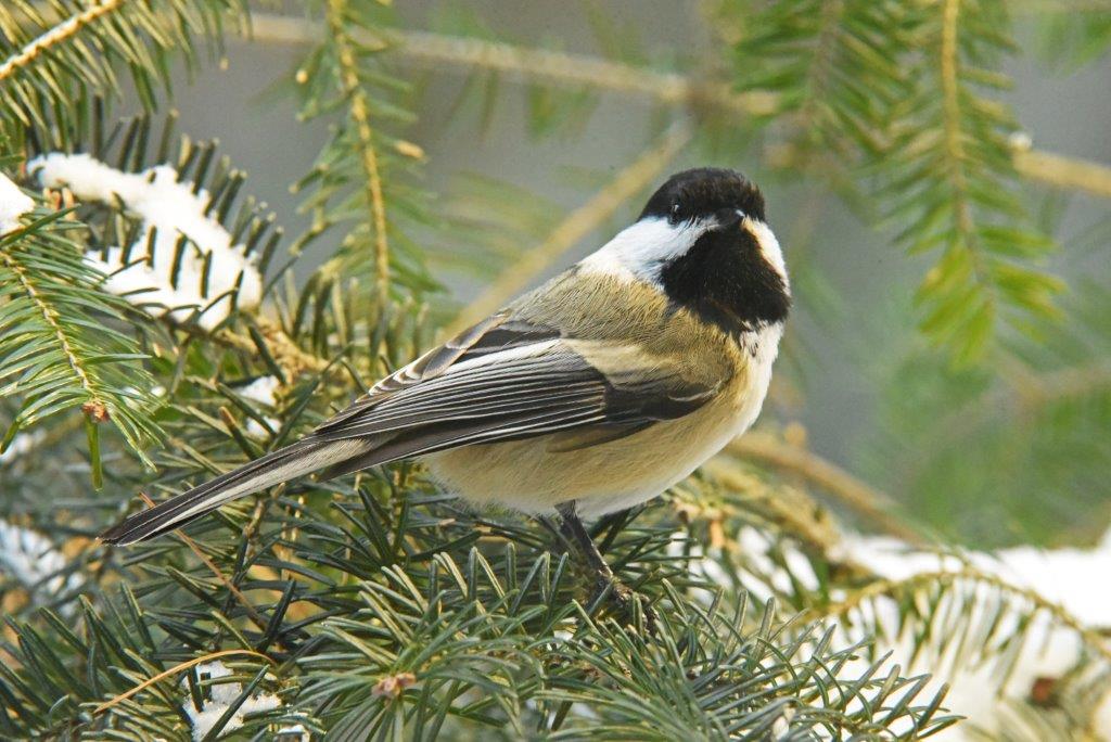 Chickadee