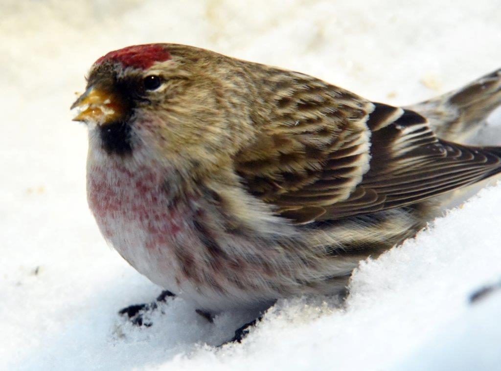 Common Redpoll