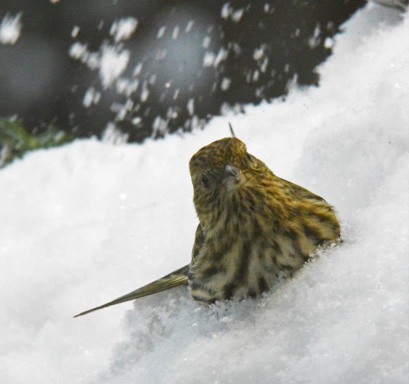 Siskin