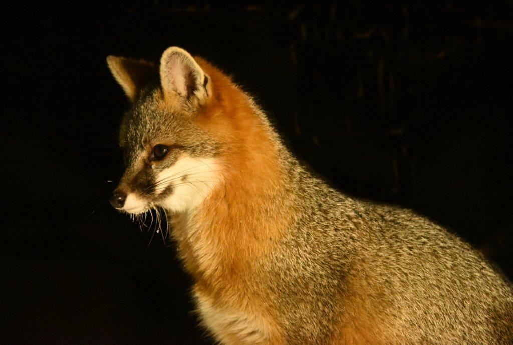 Gray fox