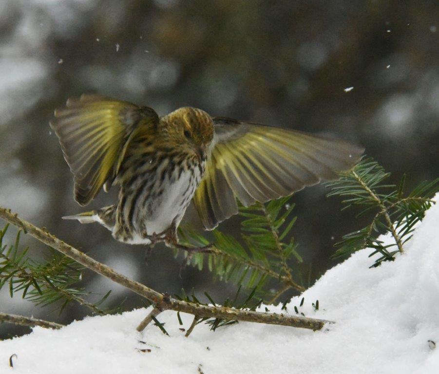 Siskin