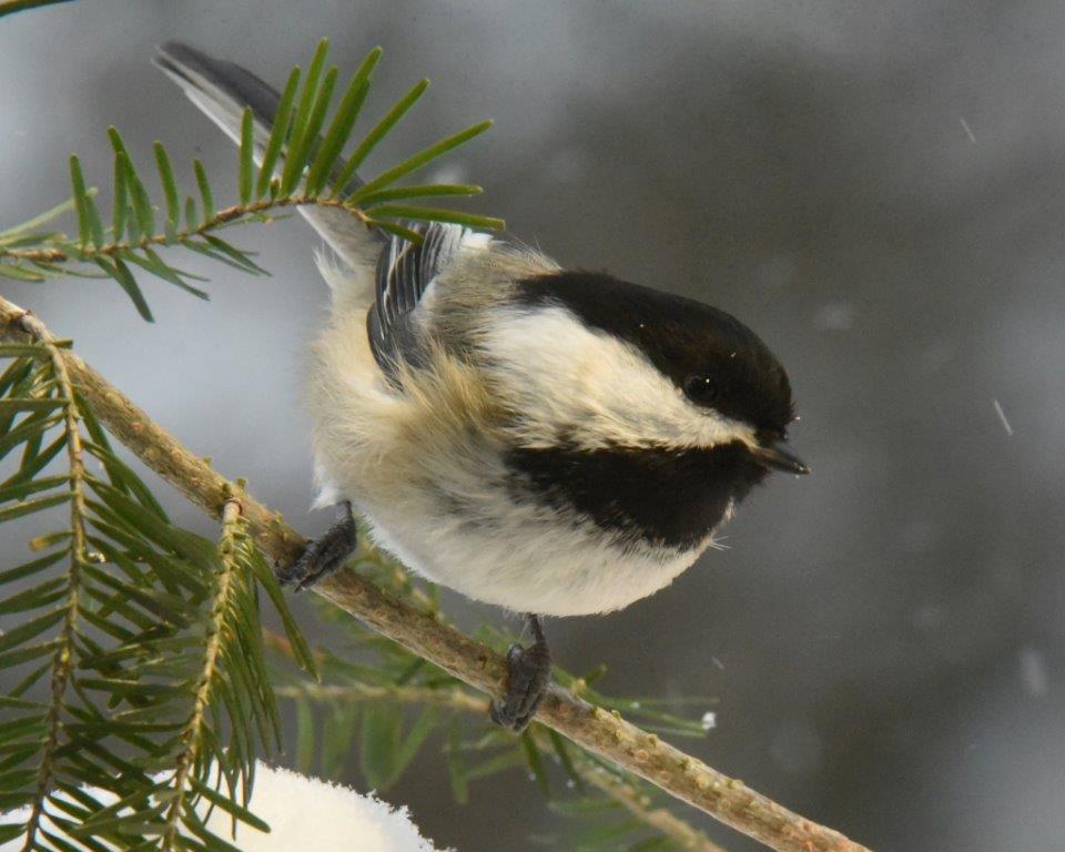 Chickadee