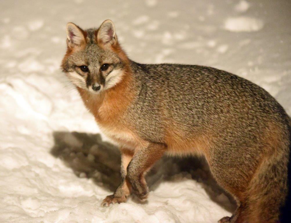 Gray fox