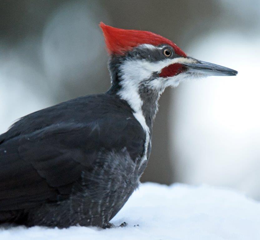 Pileated male
