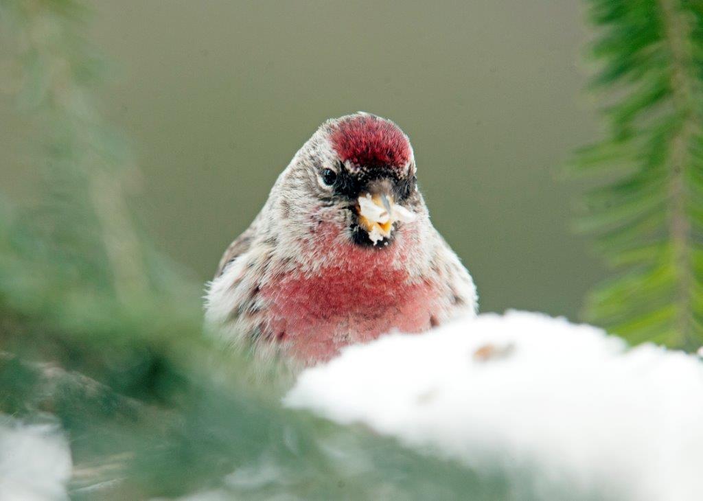 Common redpoll