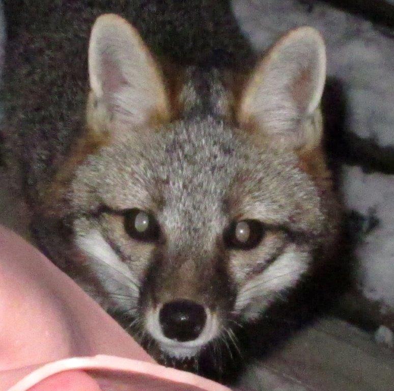 Gray fox
