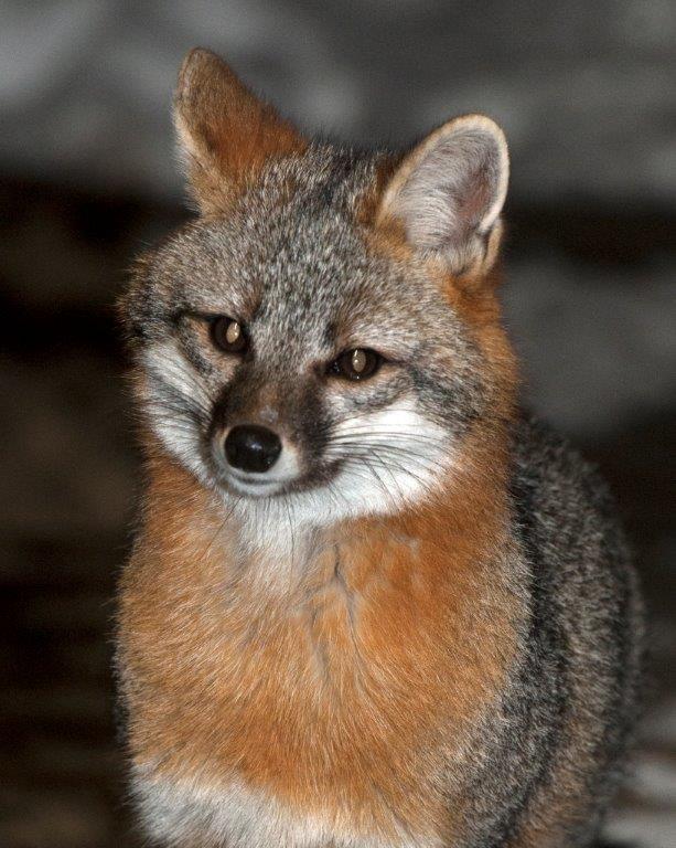 Gray fox