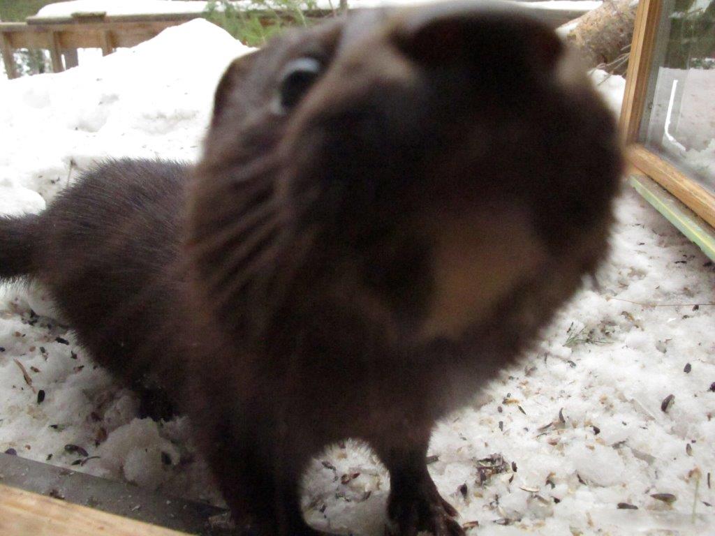 Mink Stripe up close