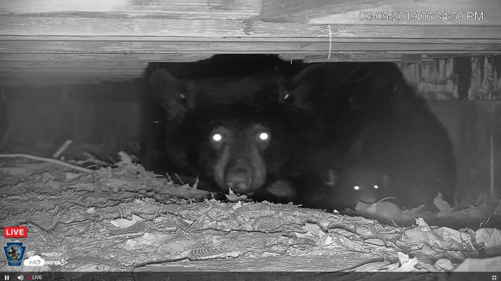 Pennsylvania Den Cam