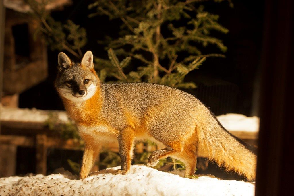 Gray Fox