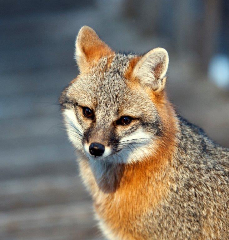 Gray fox