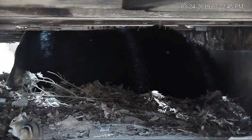 PA bears with chipmunk