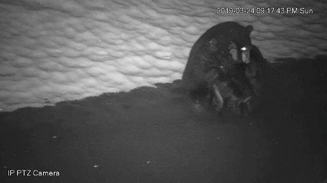 Tasha with foot in mouth