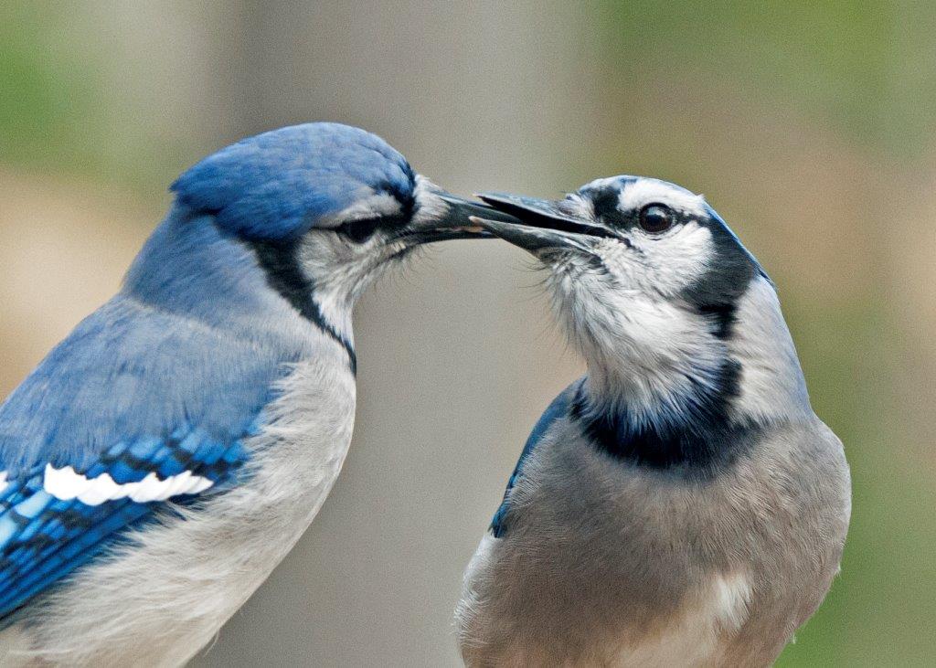 Blue Jay feeding his mate 4-16-15