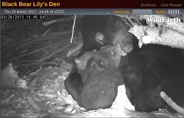 20190331 Lily Eli and Ellie 3 28 13