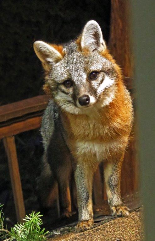 Gray fox